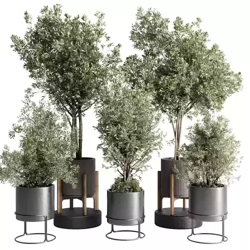 Collection indoor outdoor plant tree vase dirty concrete