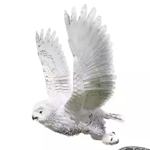 Snow Owl - BLENDER Low-poly 3D model
