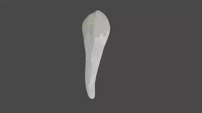 Canine Tooth v3 3D model  Canine Tooth v3 3D model