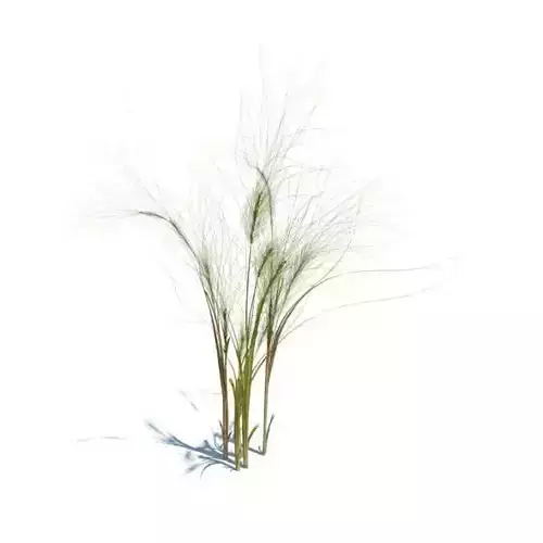 Wheat Plant