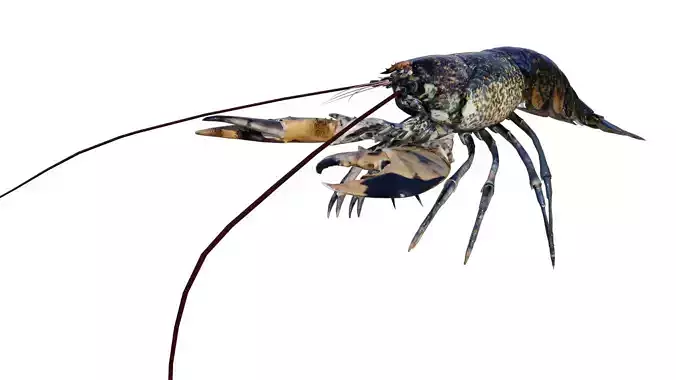Lobster shrimp Low-poly 3D model