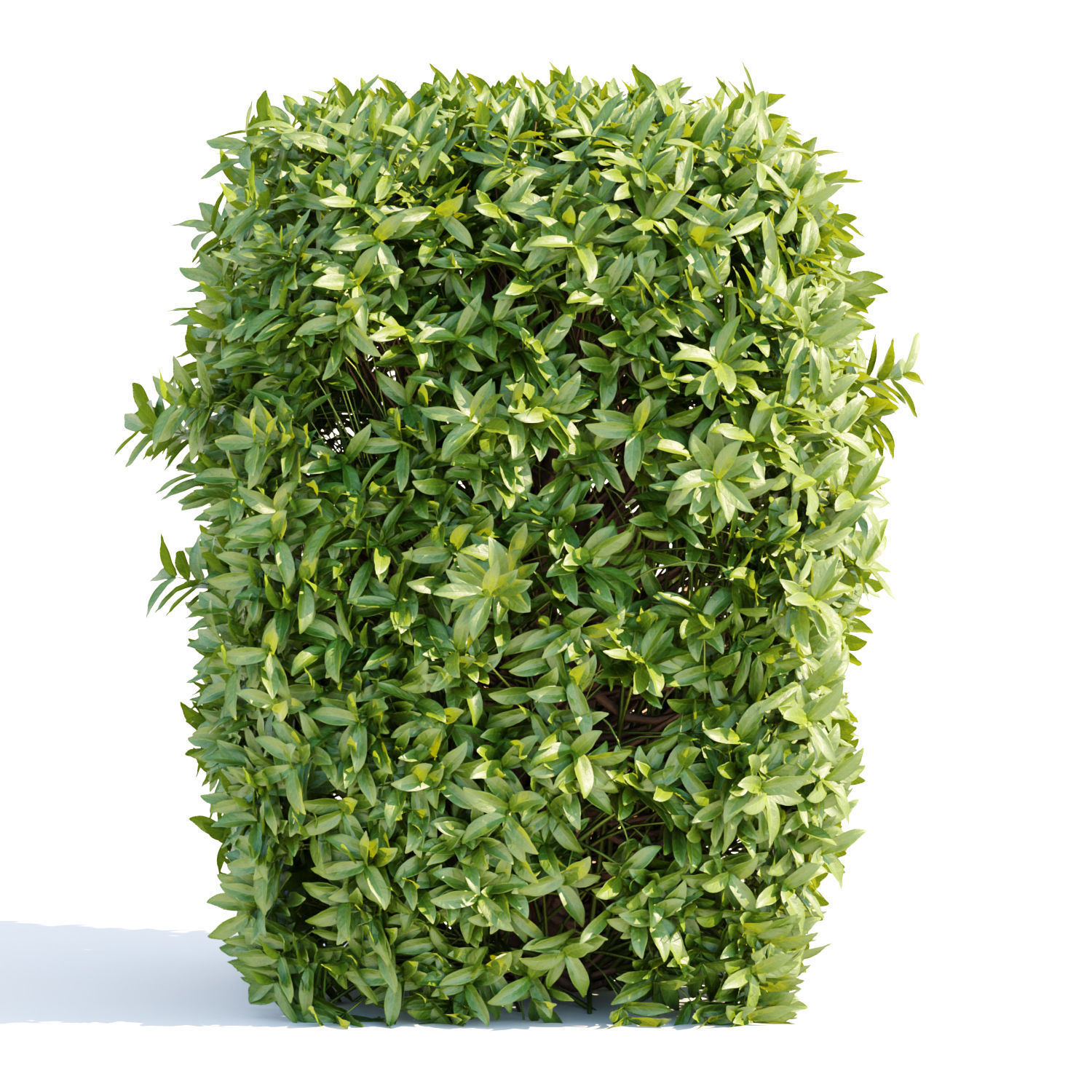 Laurel Hedging Bushes vol 111 3D model_2