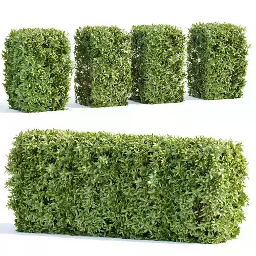 Laurel Hedging Bushes vol 111 3D model