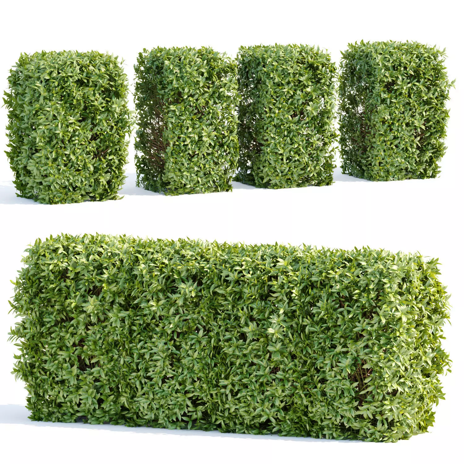 Laurel Hedging Bushes vol 111 3D model_0