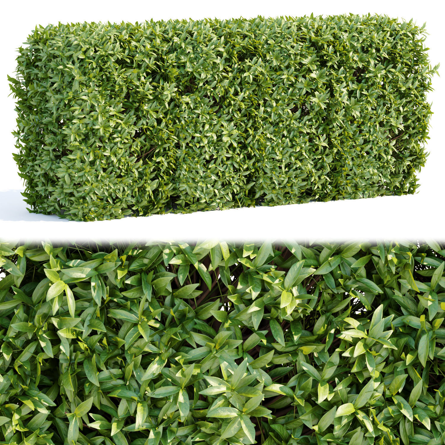 Laurel Hedging Bushes vol 111 3D model_1