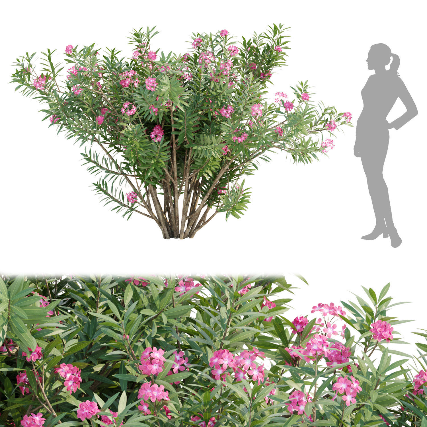 Nerium oleander collection vol 112 3D model_2