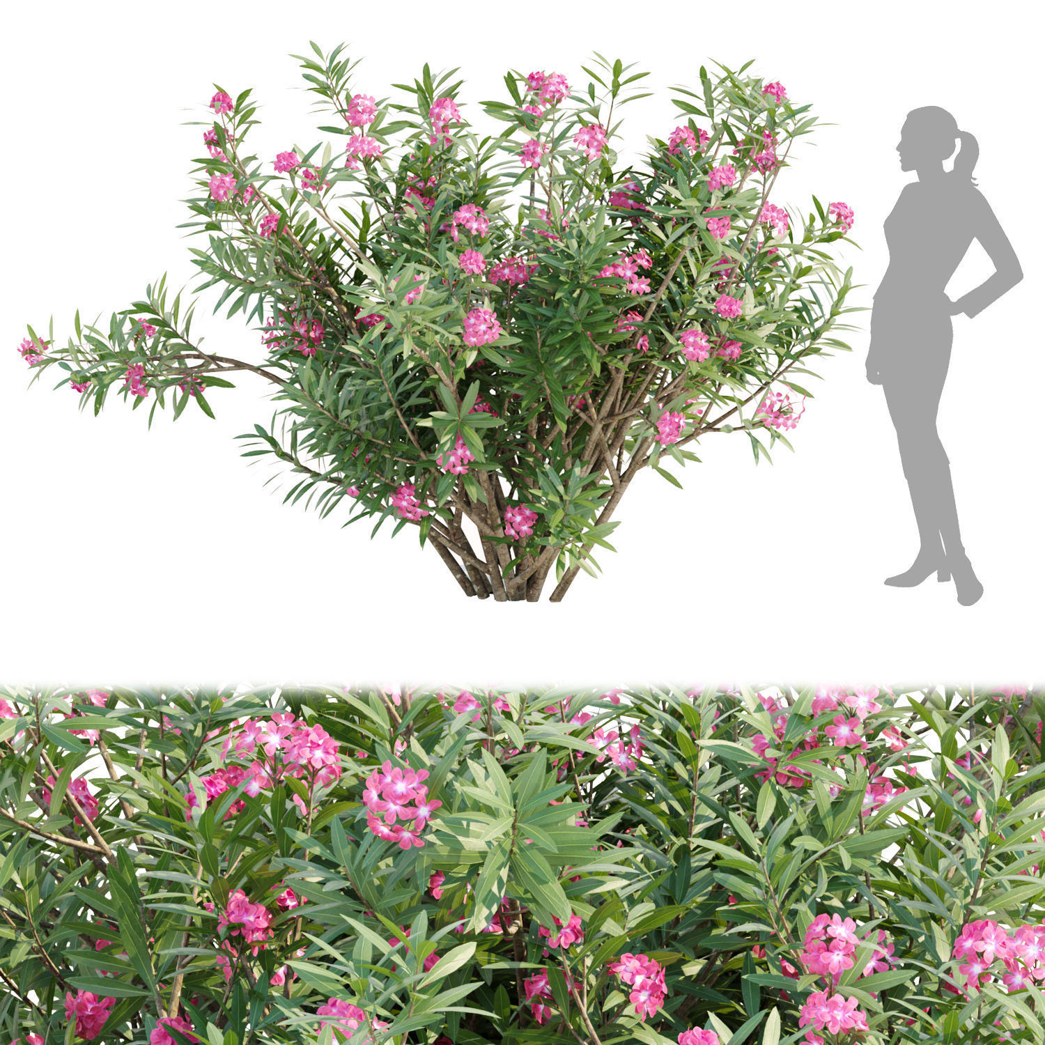 Nerium oleander collection vol 112 3D model_3