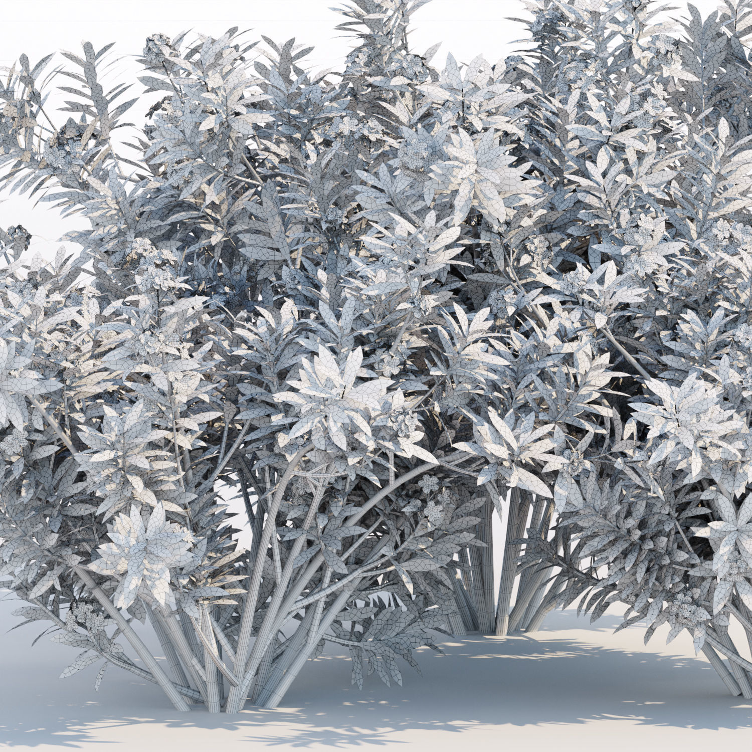 Nerium oleander collection vol 112 3D model_5