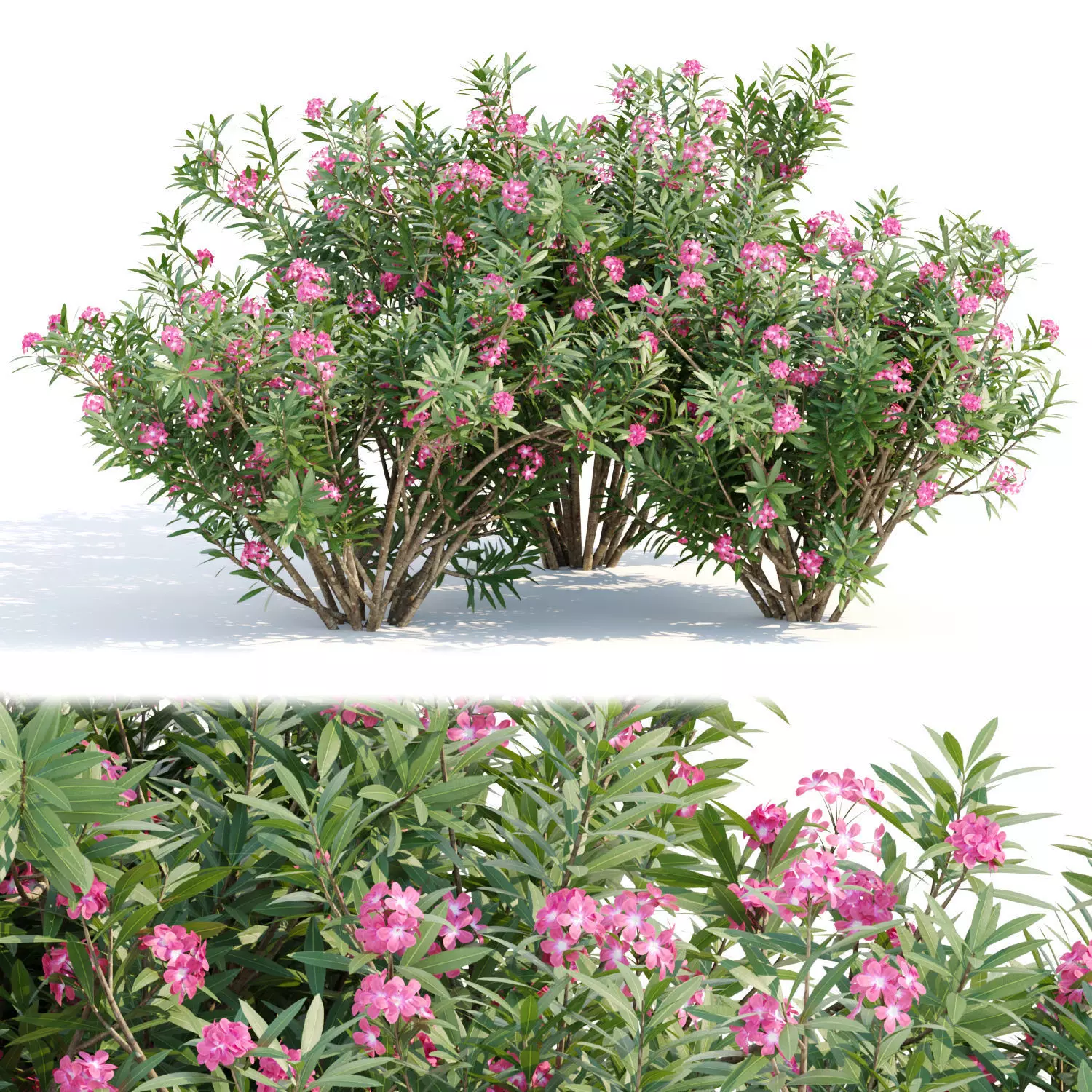 Nerium oleander collection vol 112 3D model_0