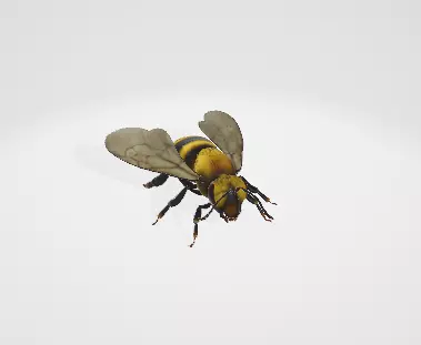 Bee 3d model riged 3D model_0