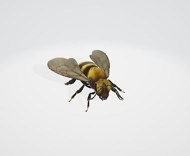 Bee 3d model riged 3D model