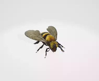 Bee 3d model riged