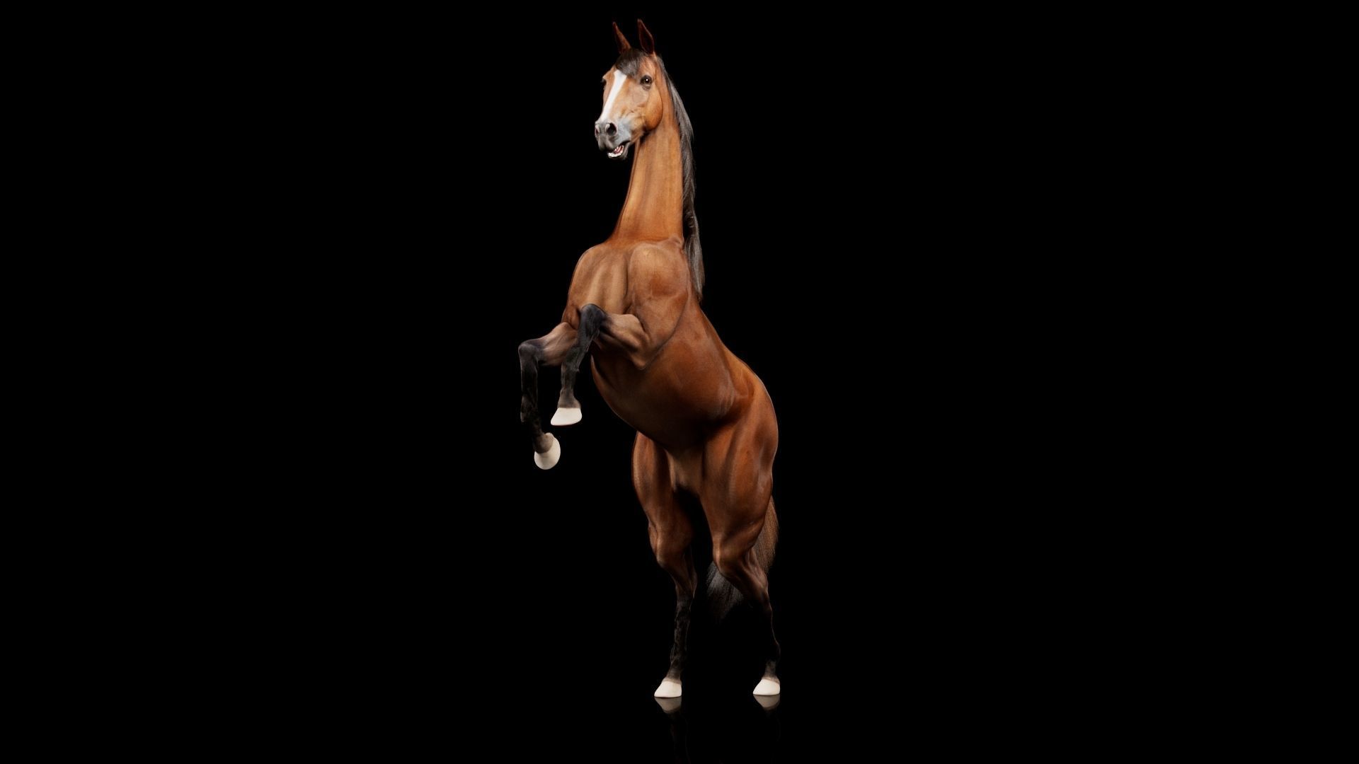 Horse Model 3D - Rigged - X-gen interactive grooming 3D model_59