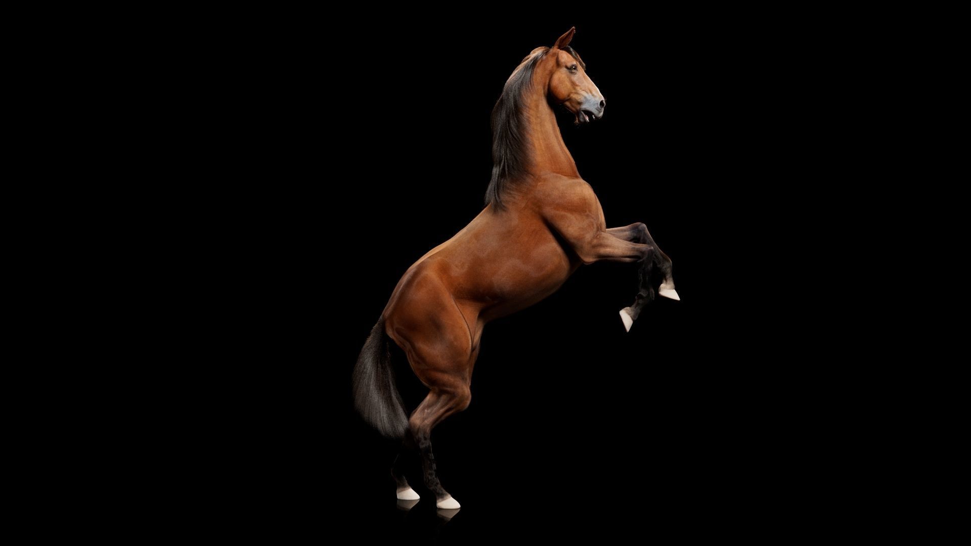 Horse Model 3D - Rigged - X-gen interactive grooming 3D model_55