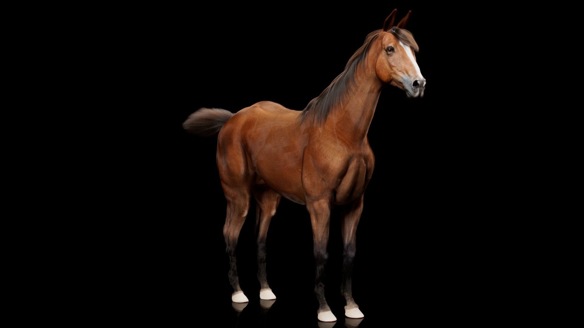 Horse Model 3D - Rigged - X-gen interactive grooming 3D model_6