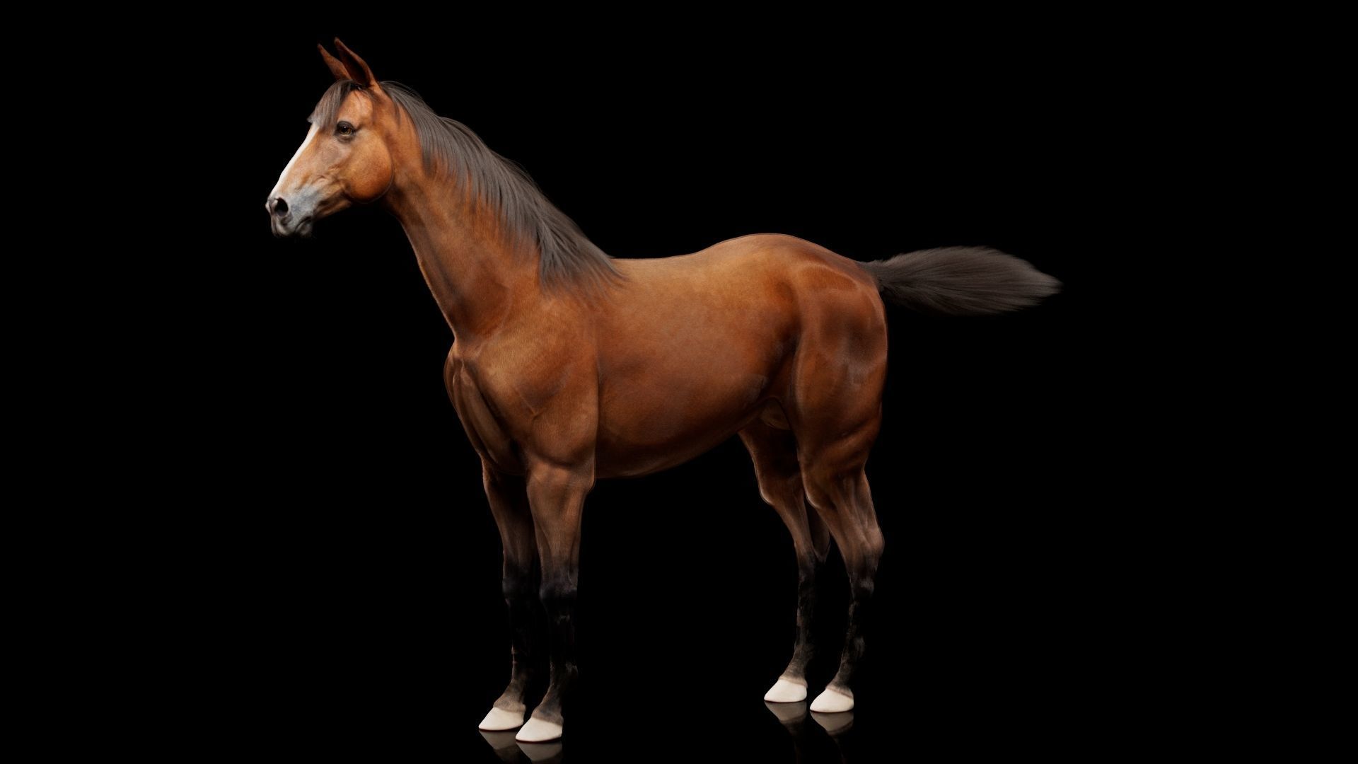 Horse Model 3D - Rigged - X-gen interactive grooming 3D model_9