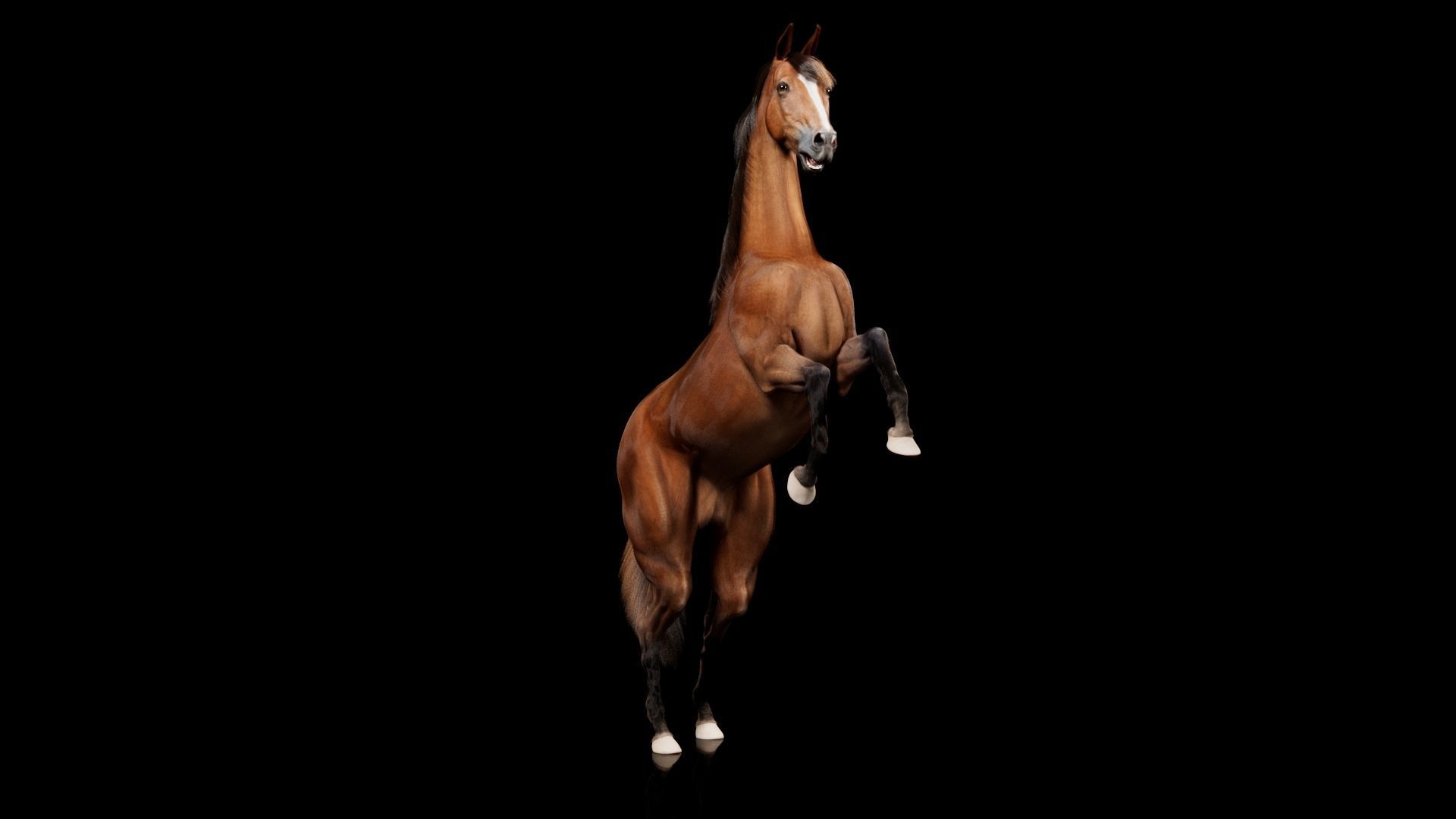 Horse Model 3D - Rigged - X-gen interactive grooming 3D model_57