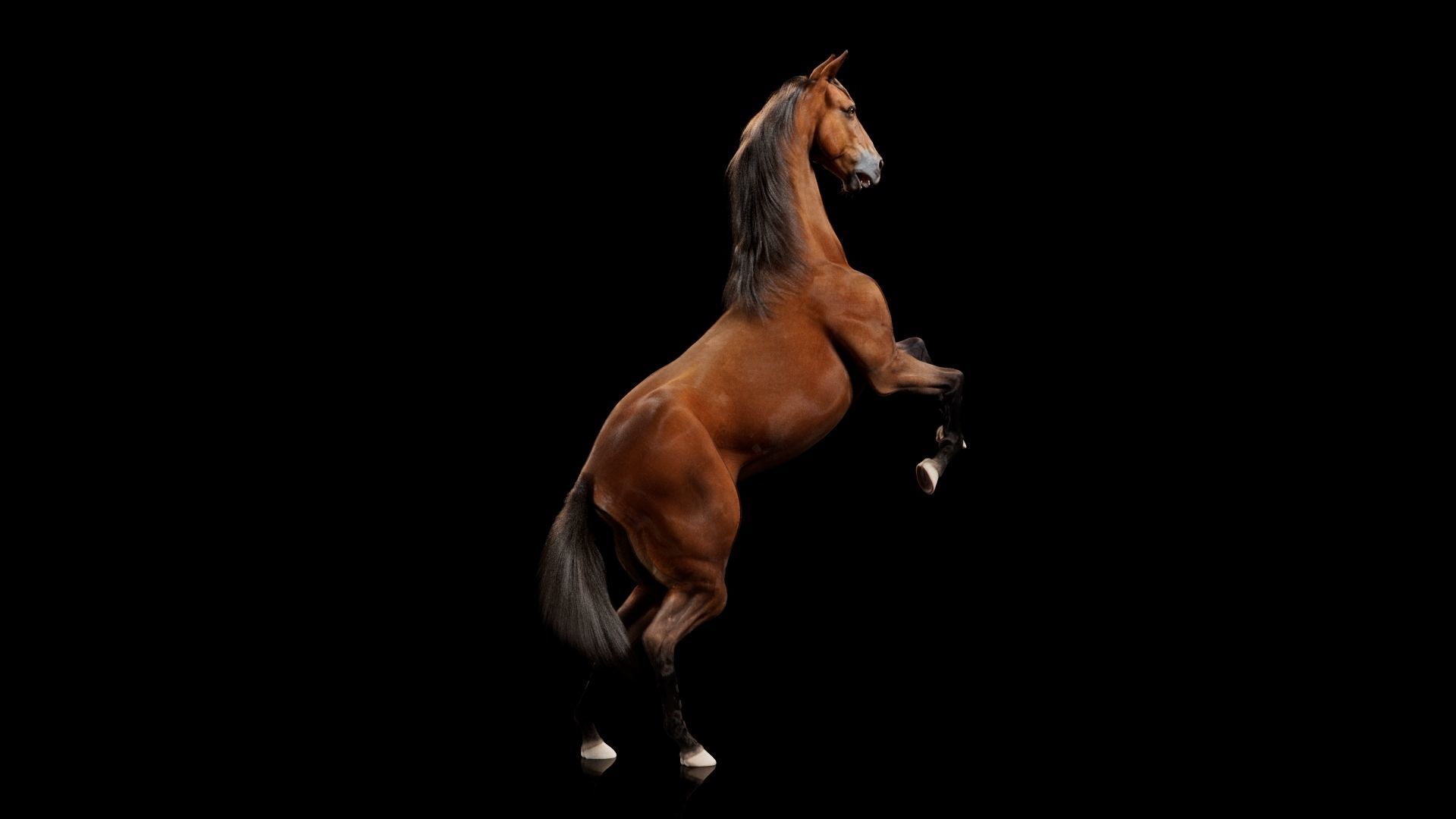 Horse Model 3D - Rigged - X-gen interactive grooming 3D model_54