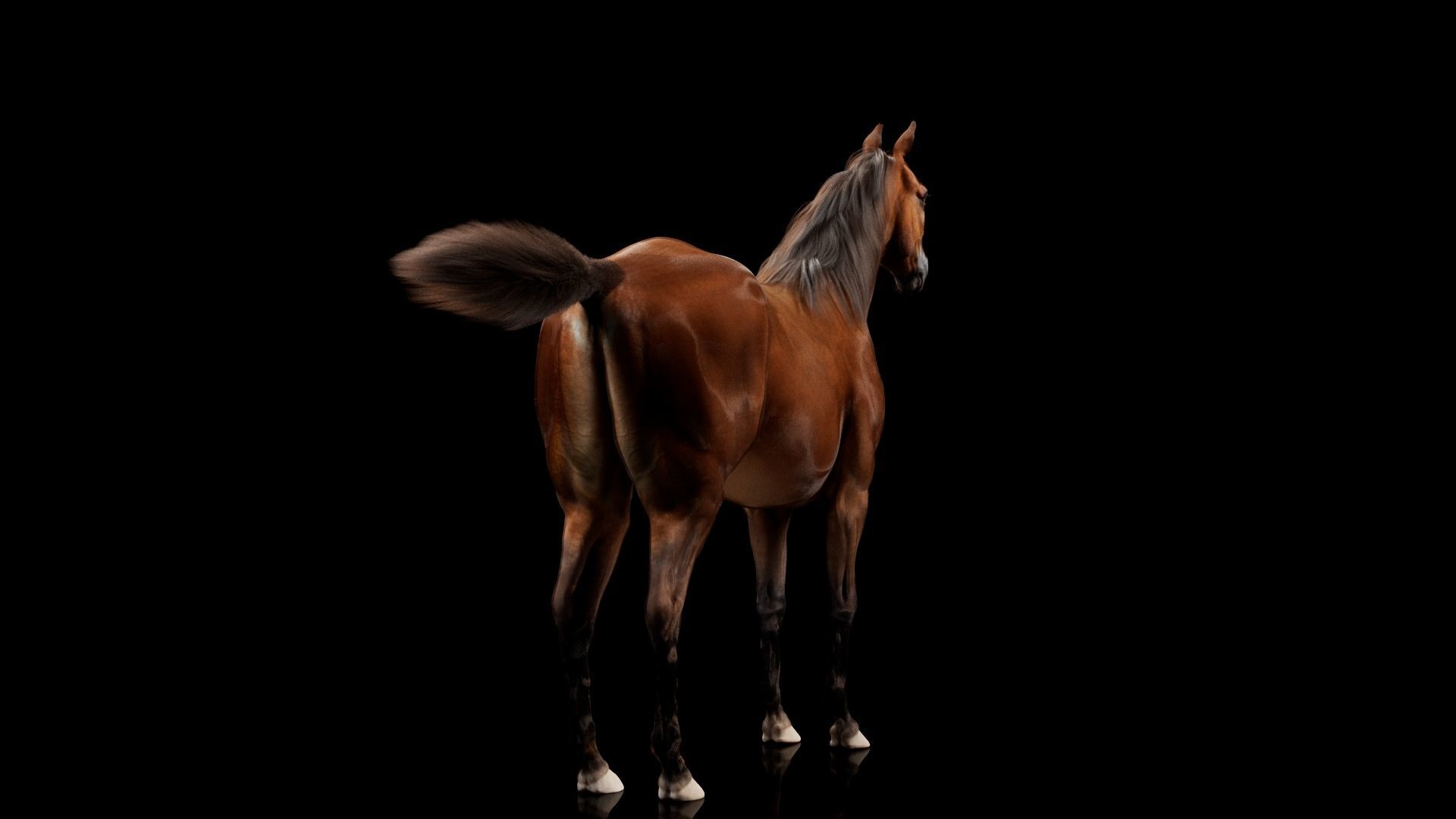 Horse Model 3D - Rigged - X-gen interactive grooming 3D model_2