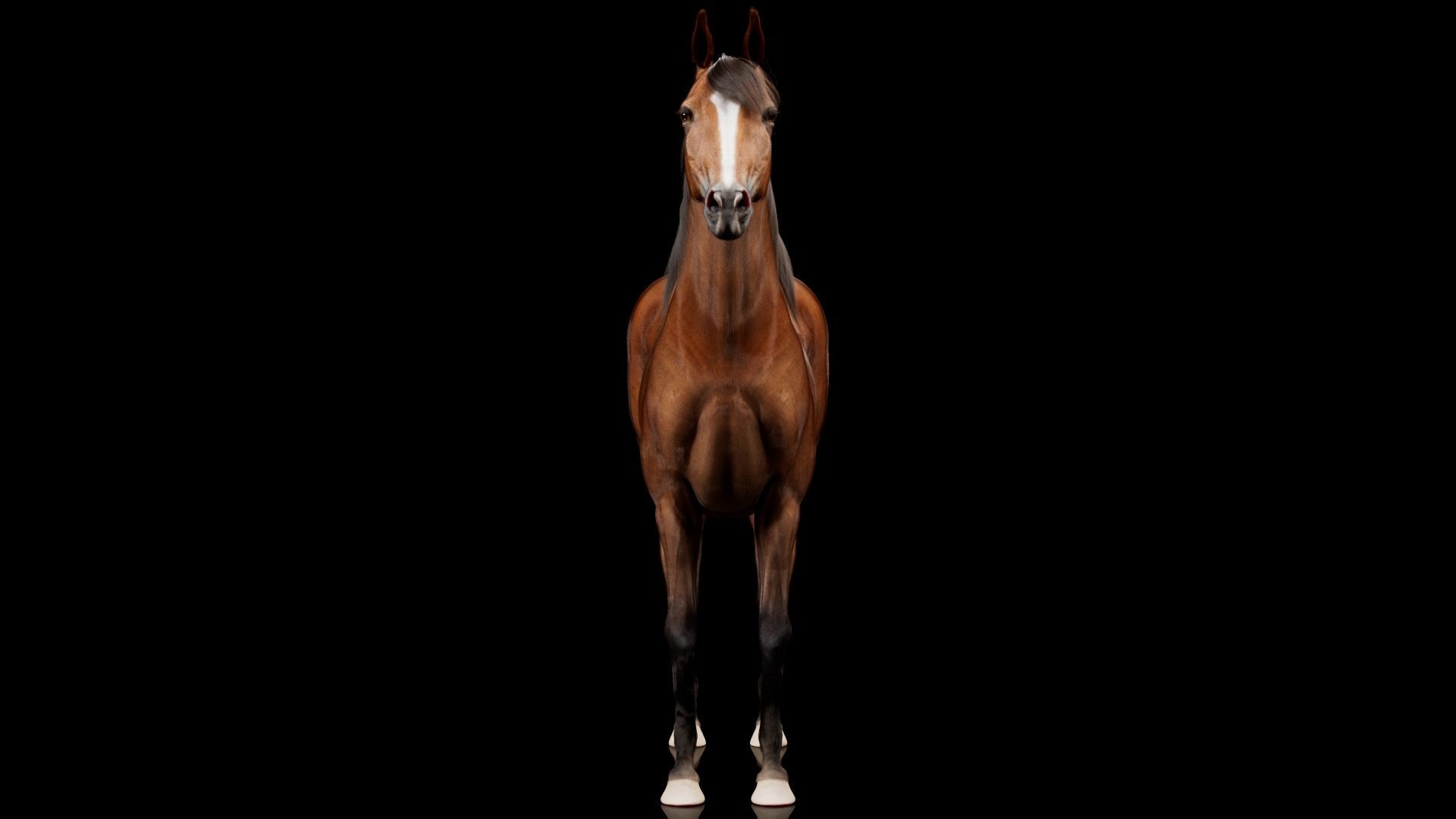 Horse Model 3D - Rigged - X-gen interactive grooming 3D model_7