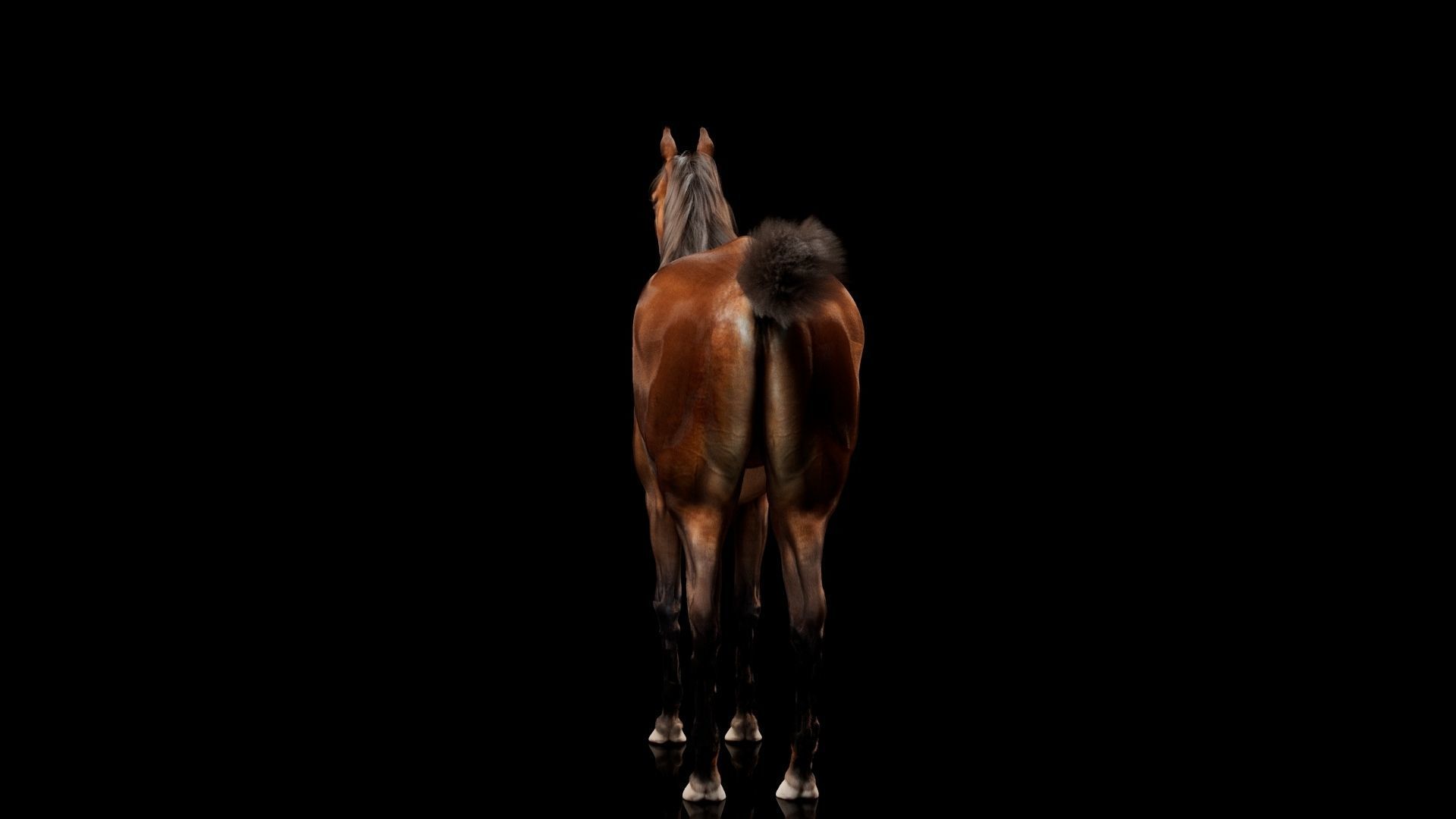 Horse Model 3D - Rigged - X-gen interactive grooming 3D model_13