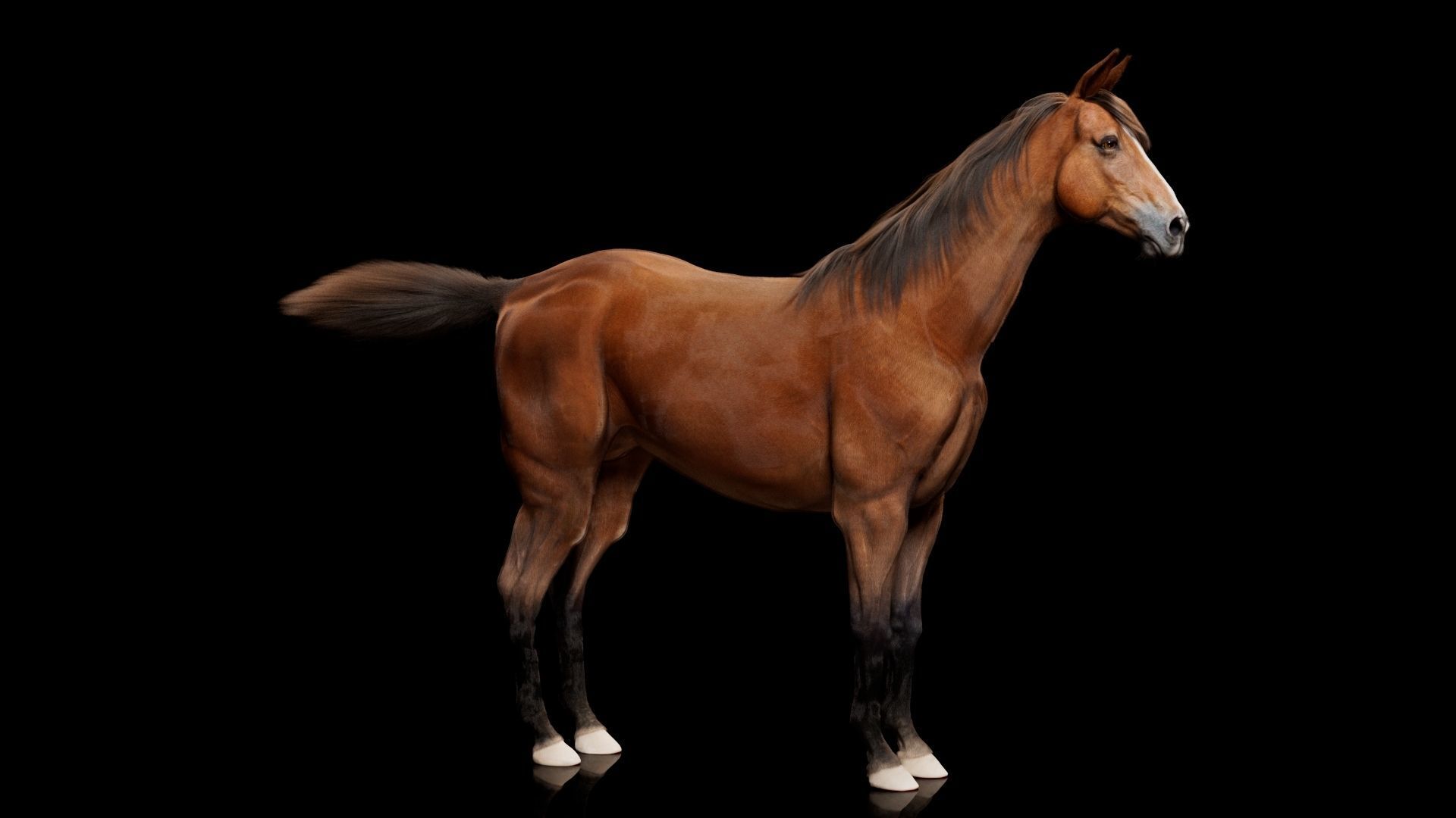 Horse Model 3D - Rigged - X-gen interactive grooming 3D model_5