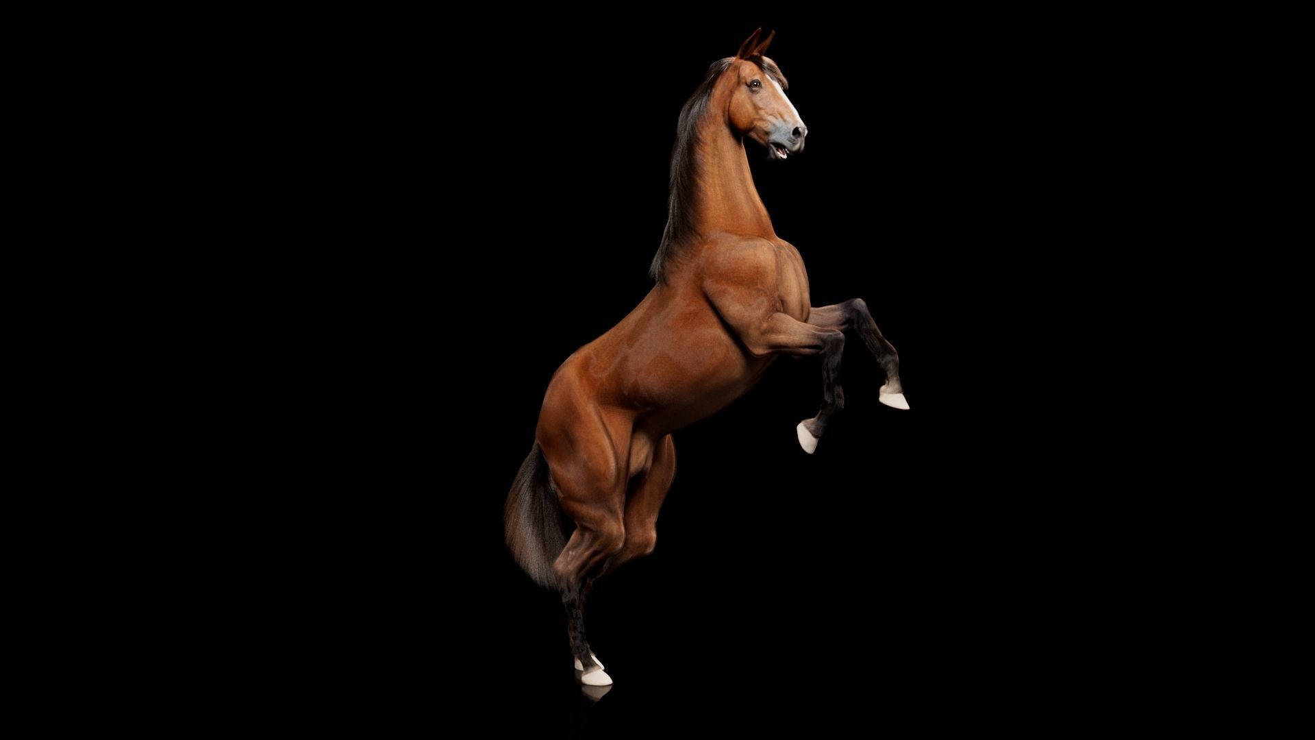 Horse Model 3D - Rigged - X-gen interactive grooming 3D model_56