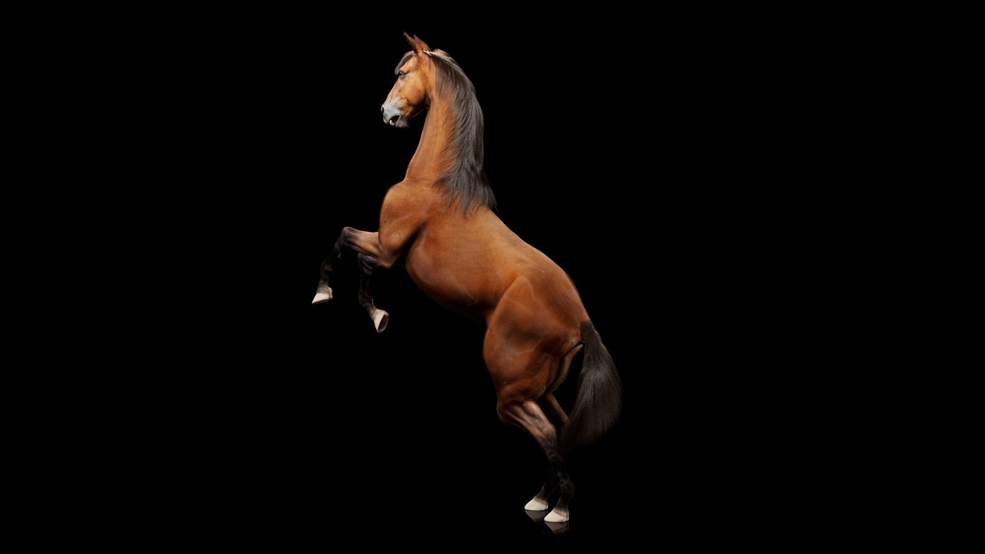 Horse Model 3D - Rigged - X-gen interactive grooming 3D model_62