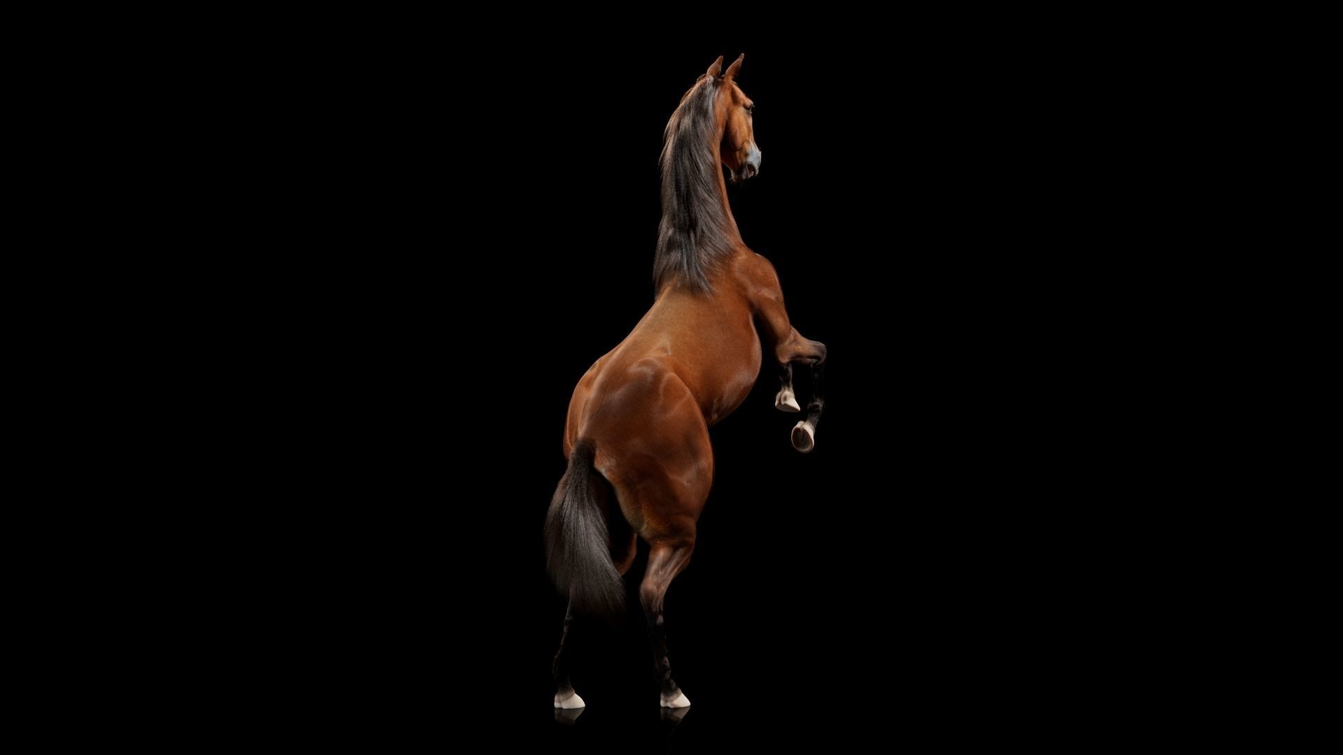Horse Model 3D - Rigged - X-gen interactive grooming 3D model_53