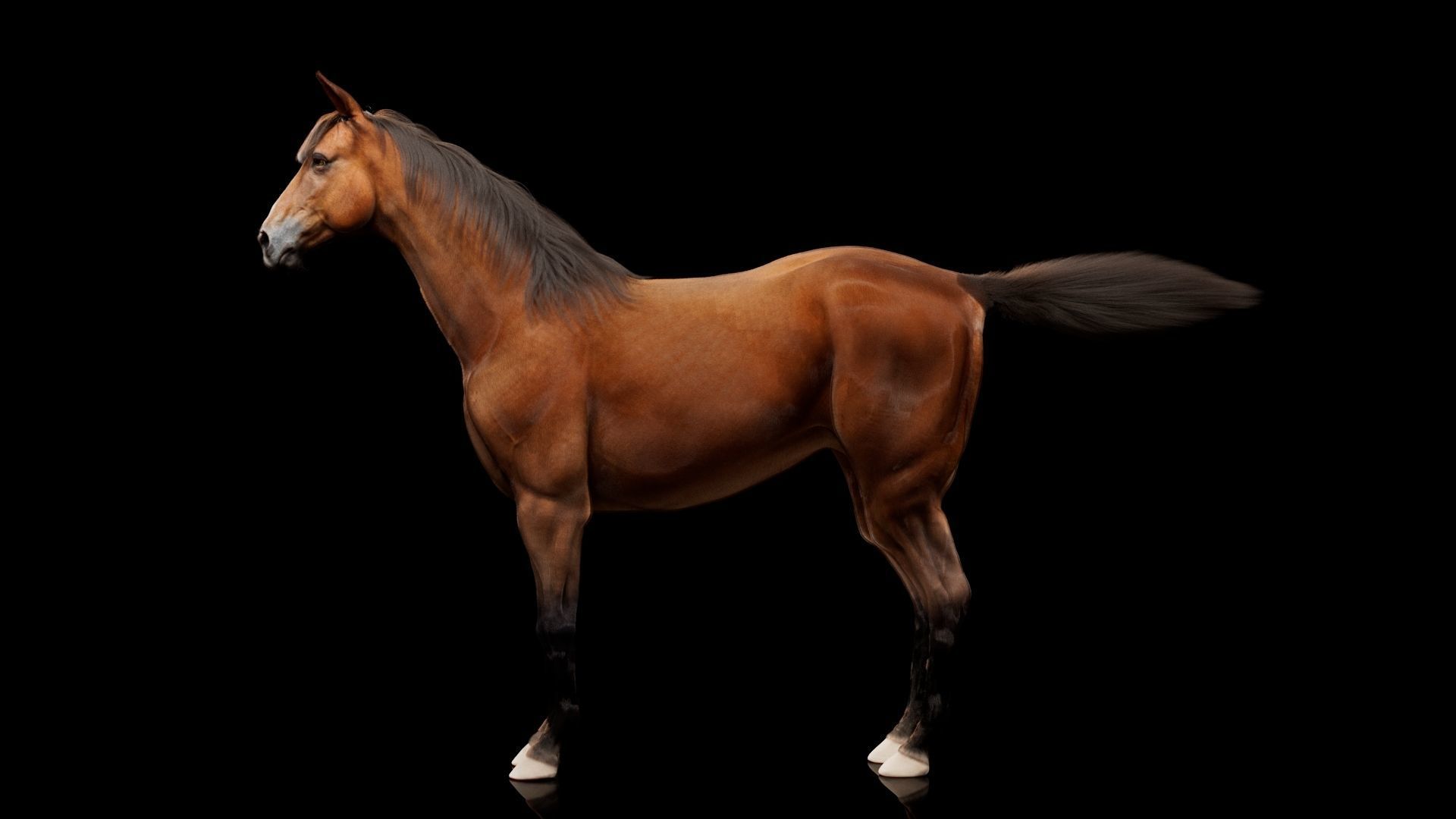 Horse Model 3D - Rigged - X-gen interactive grooming 3D model_10