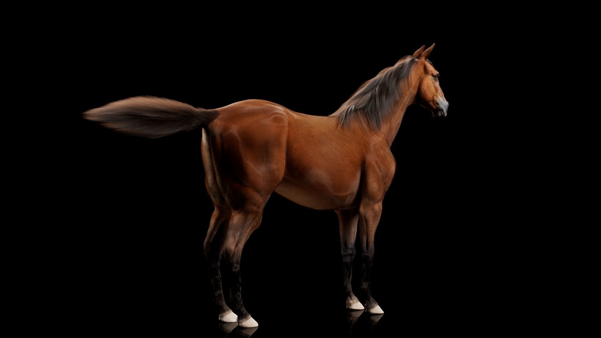 Horse Model 3D - Rigged - X-gen interactive grooming 3D model_3