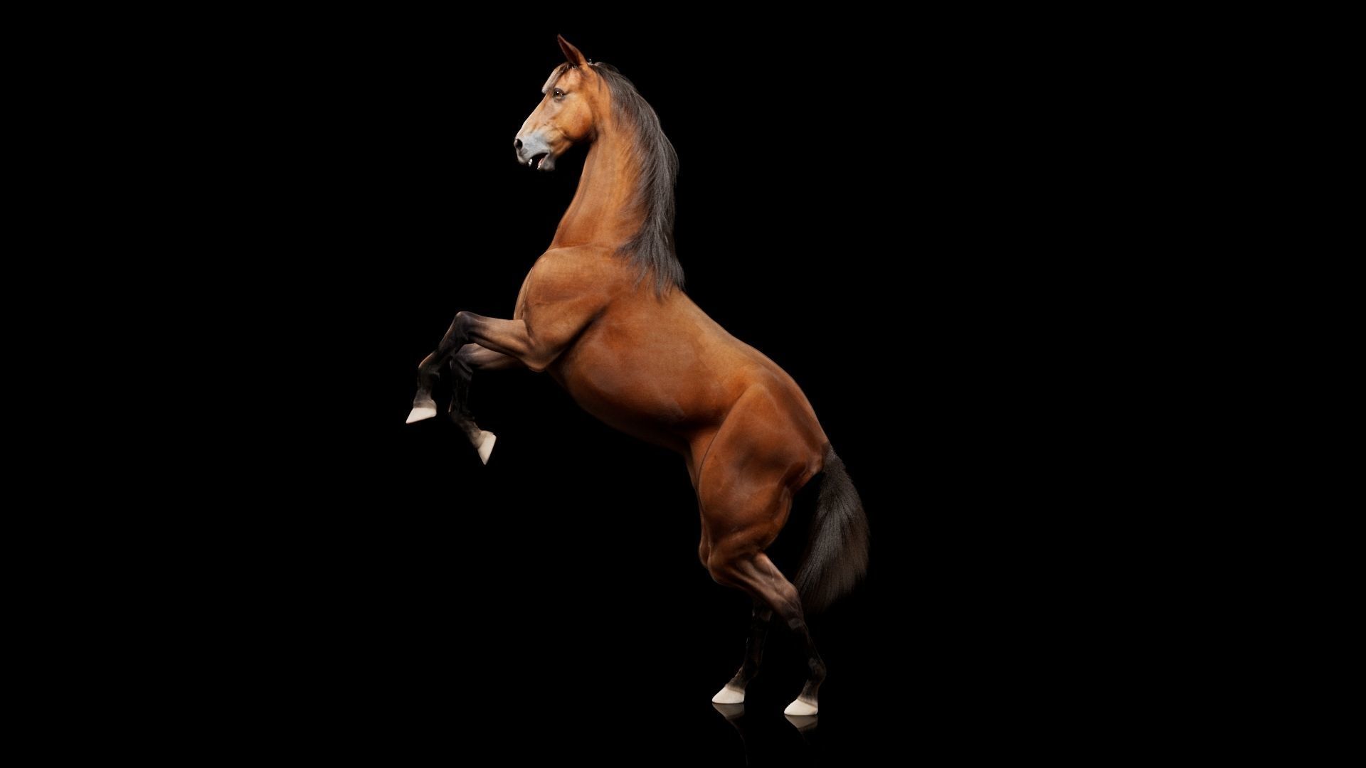 Horse Model 3D - Rigged - X-gen interactive grooming 3D model_61