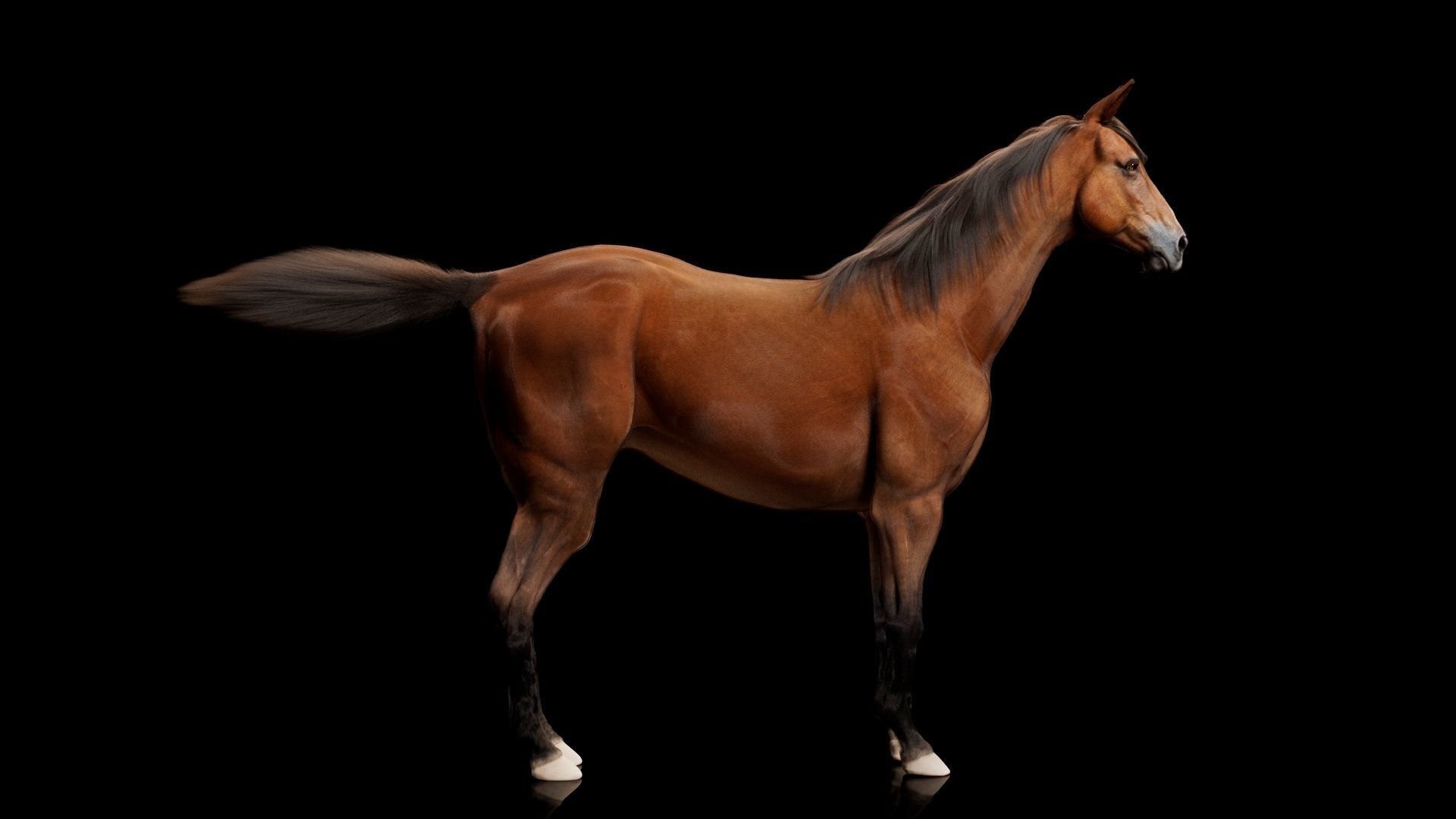Horse Model 3D - Rigged - X-gen interactive grooming 3D model_4
