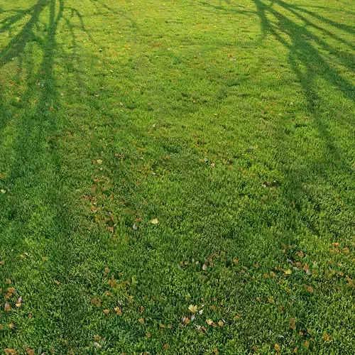 Cut grass 3D model
