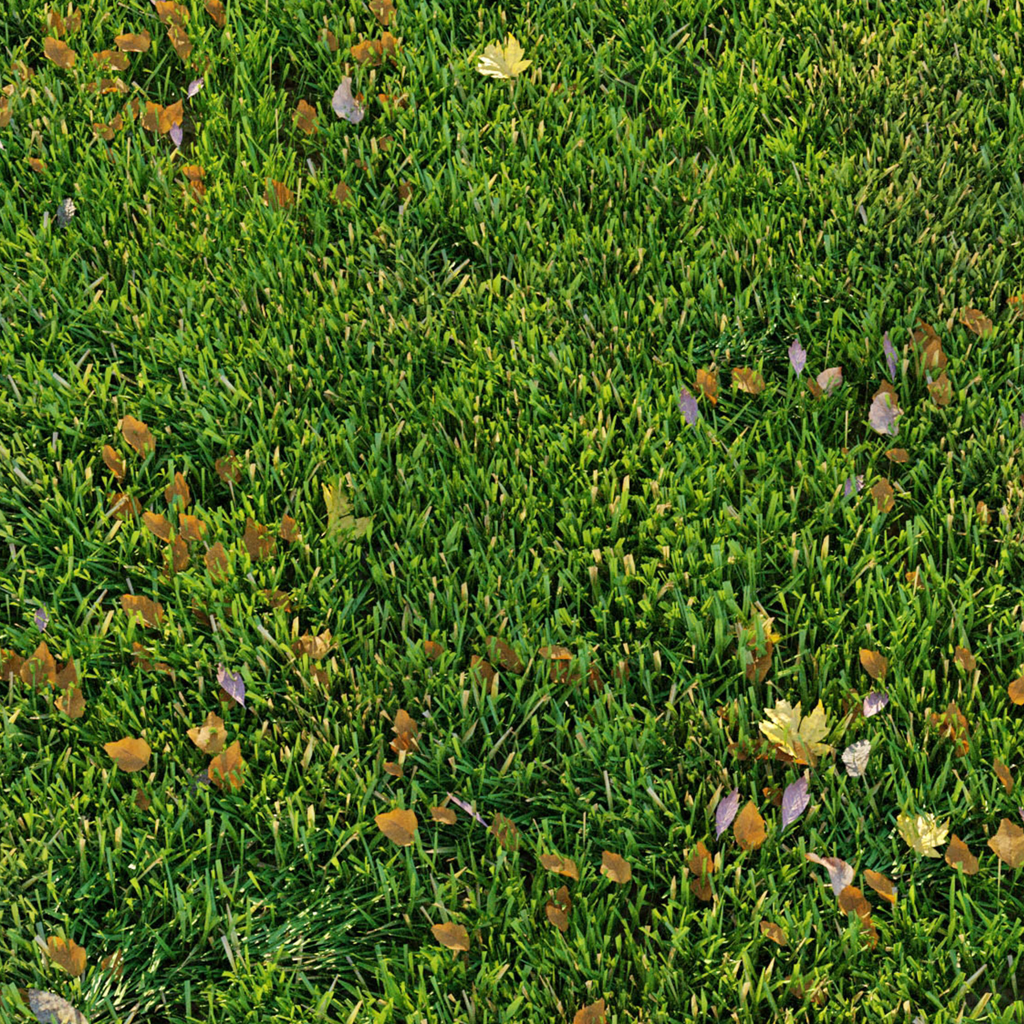 Cut grass 3D model_4