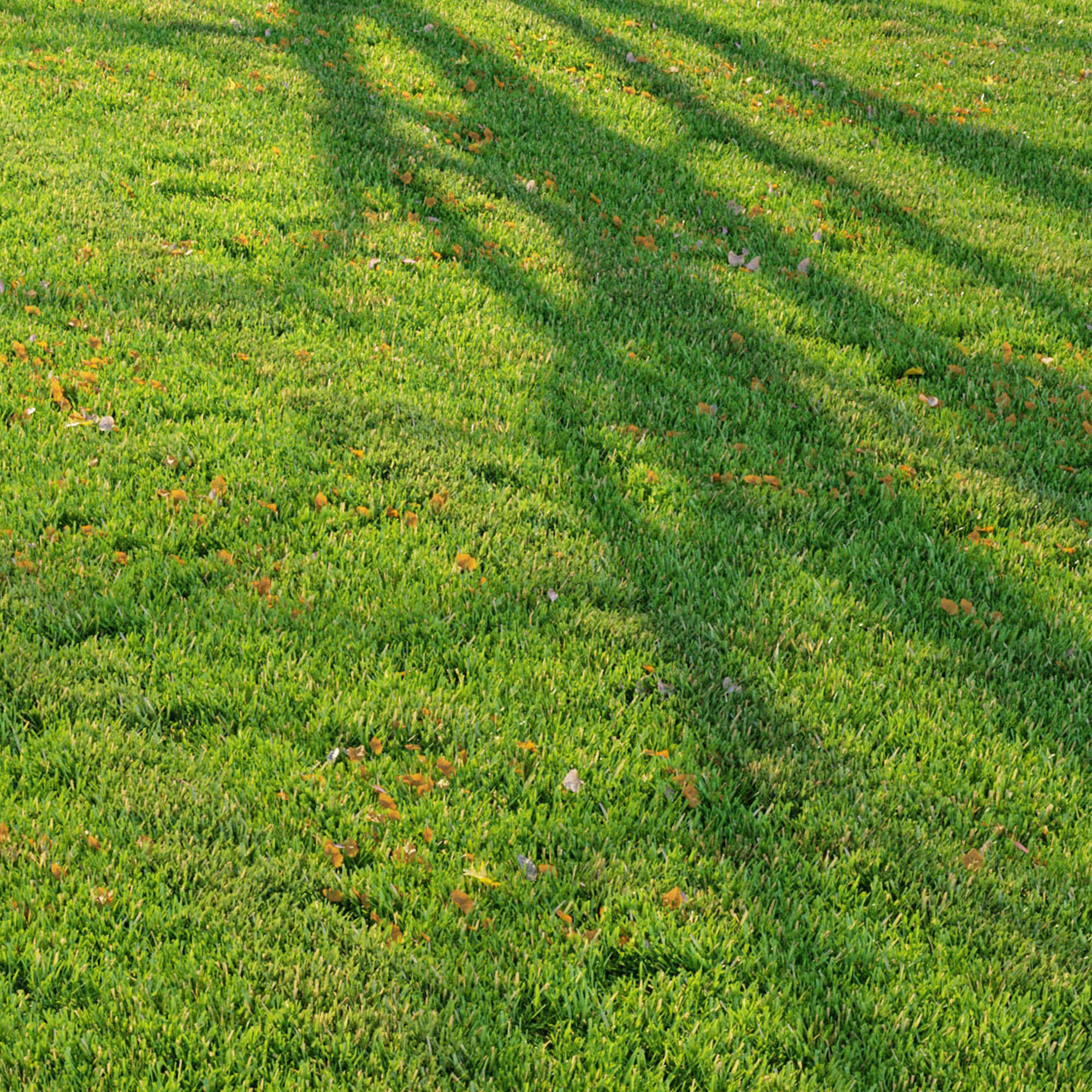 Cut grass 3D model_5