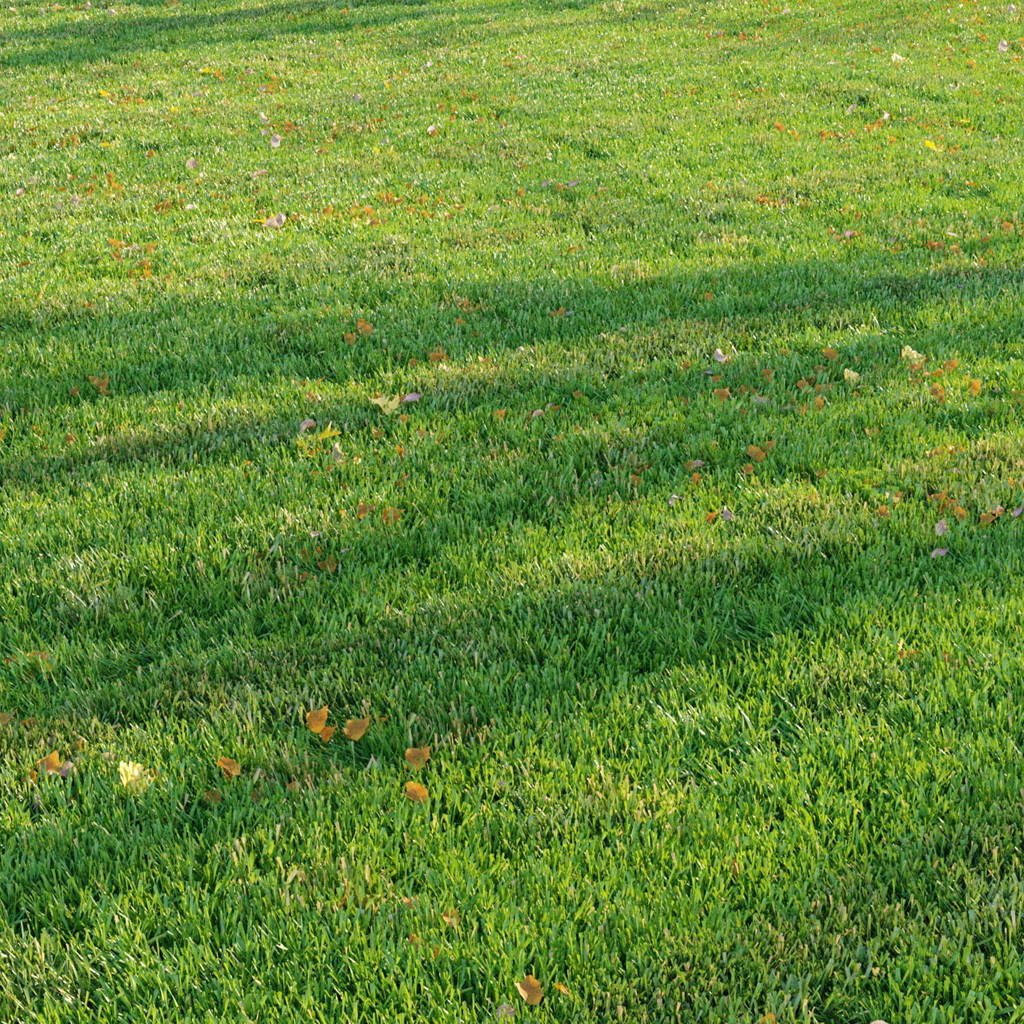 Cut grass 3D model_6