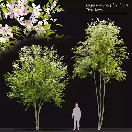 Lagerstroemia loudonii