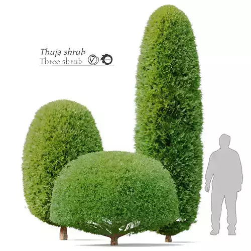 Thuja shrub 02 3D model