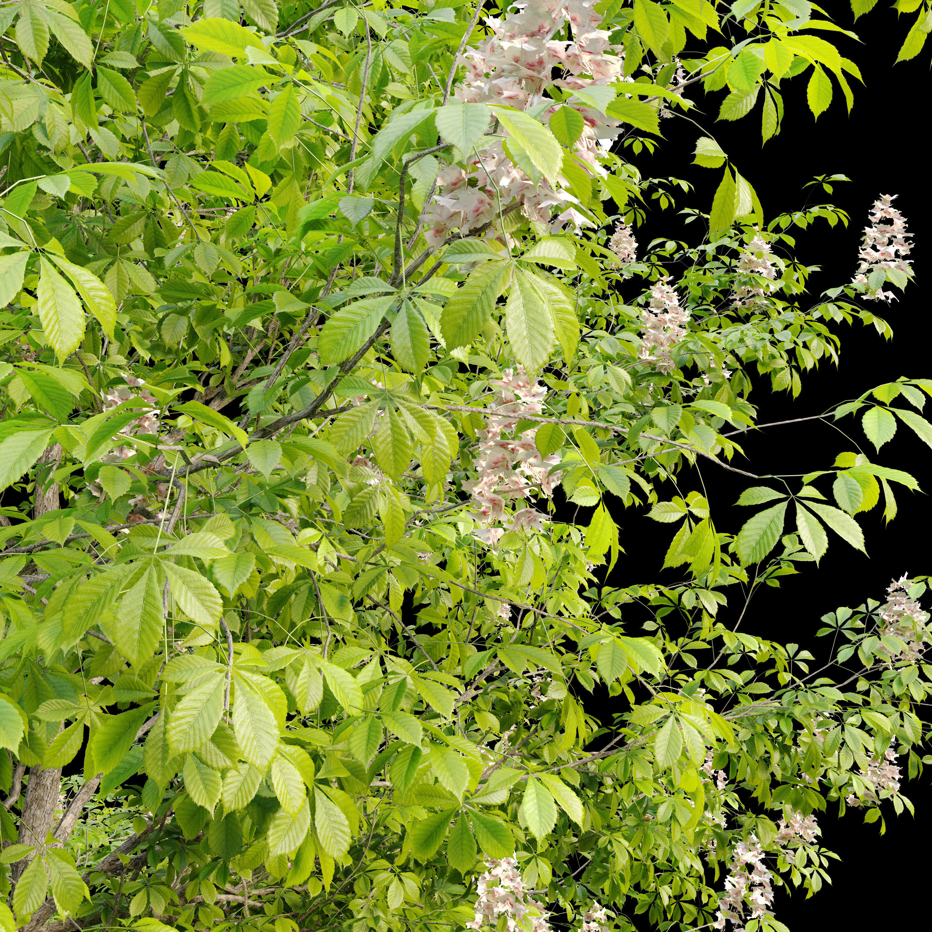 Chestnut tree 3D model_2