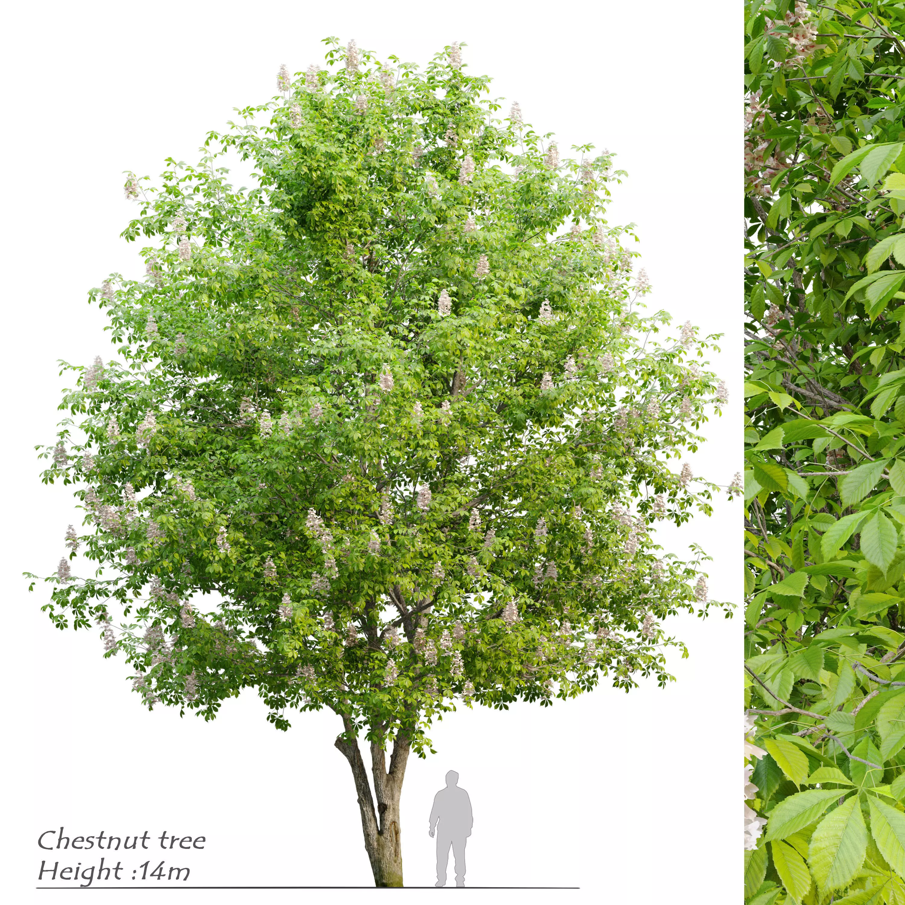 Chestnut tree 3D model_0