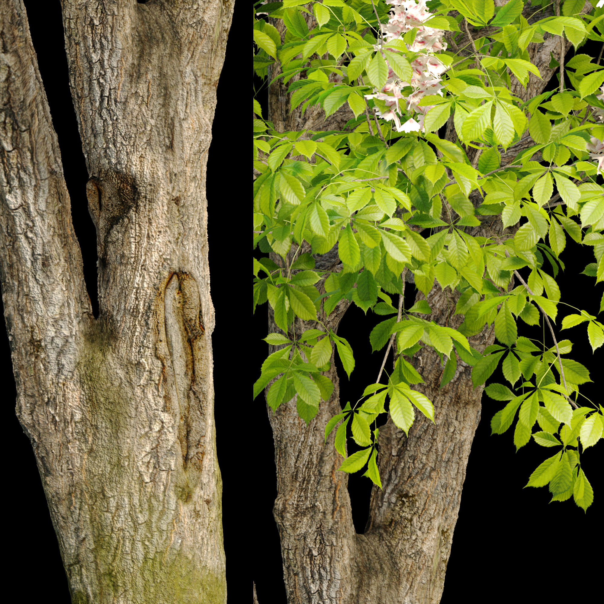 Chestnut tree 3D model_3