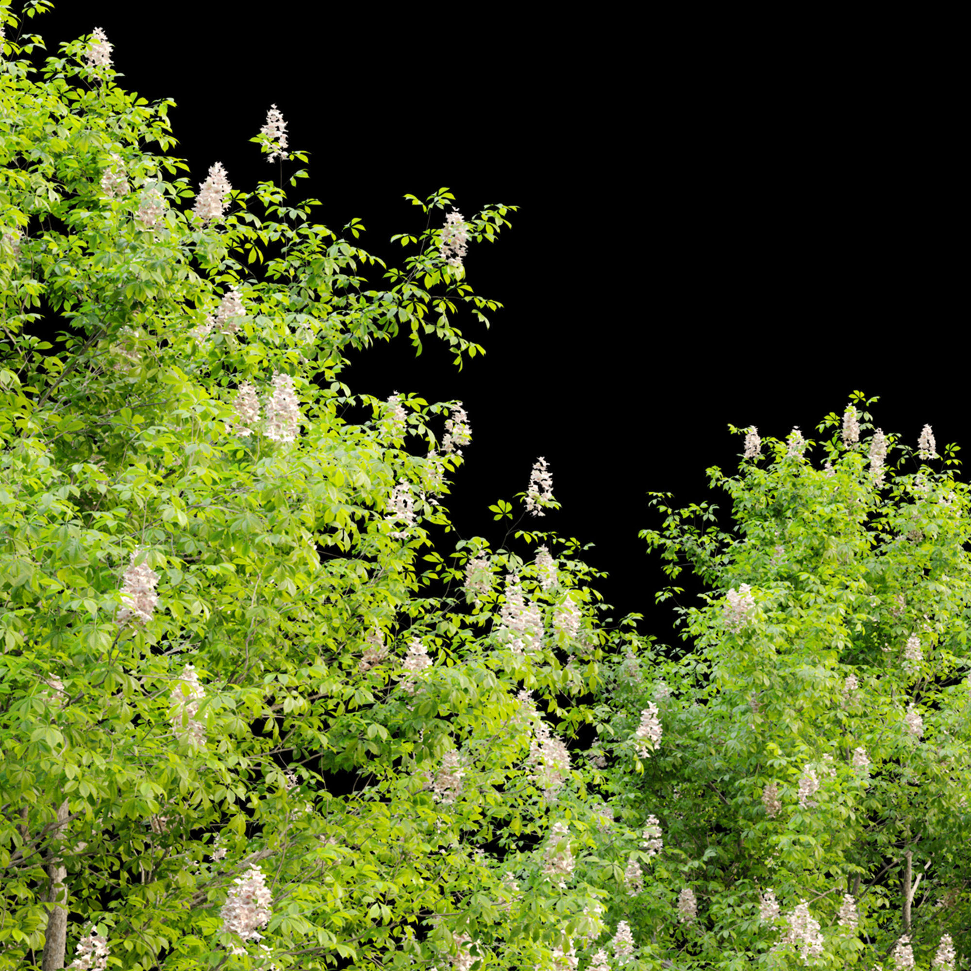 Chestnut tree 3D model_5