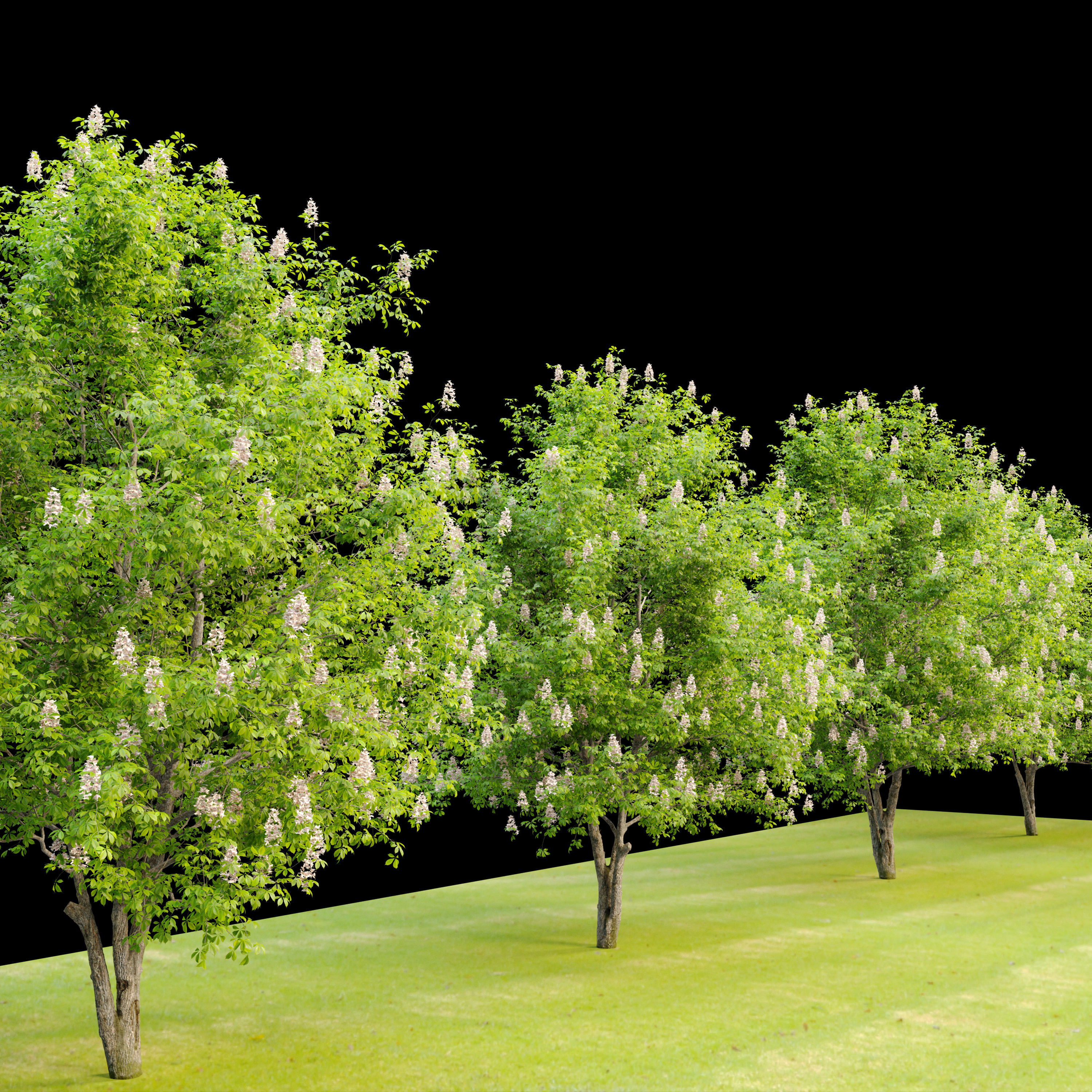 Chestnut tree 3D model_1