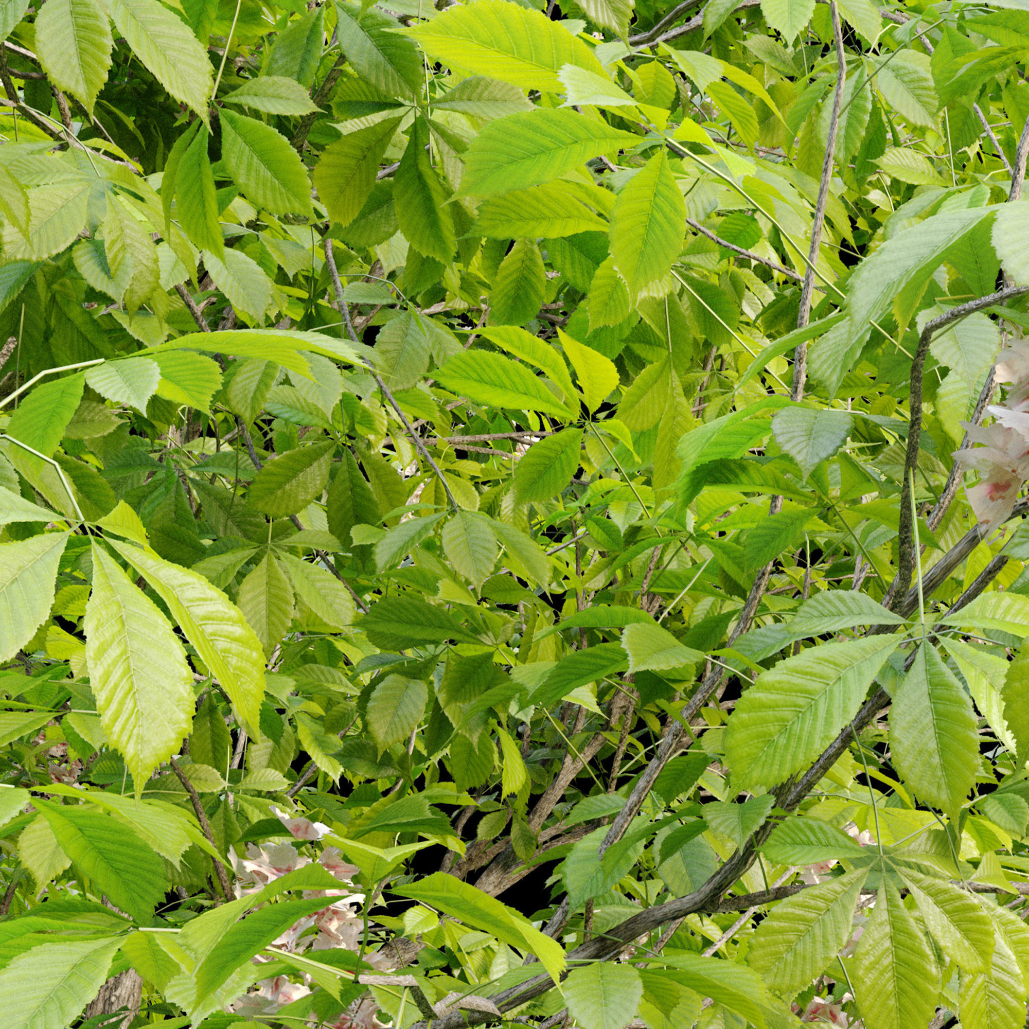 Chestnut tree 3D model_4