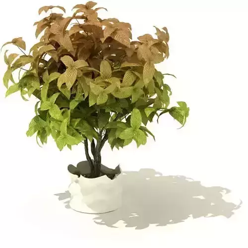 Mini Tree In White Pot