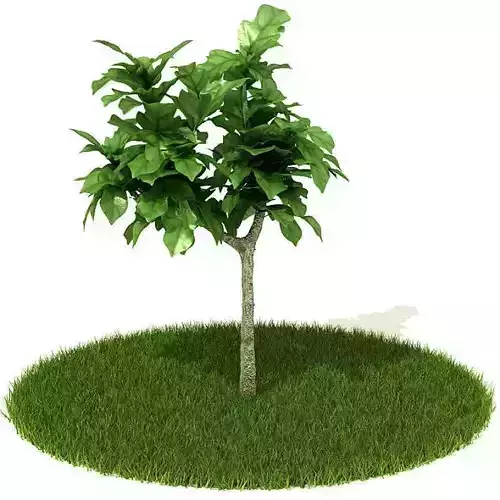 Green  Tree With Lawn
