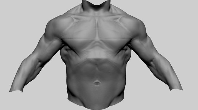Male Torso B 3D model