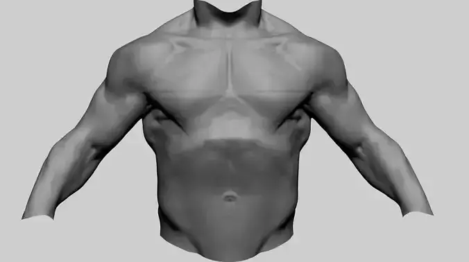 Male Torso B 3D model