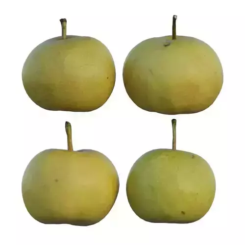Pear 07